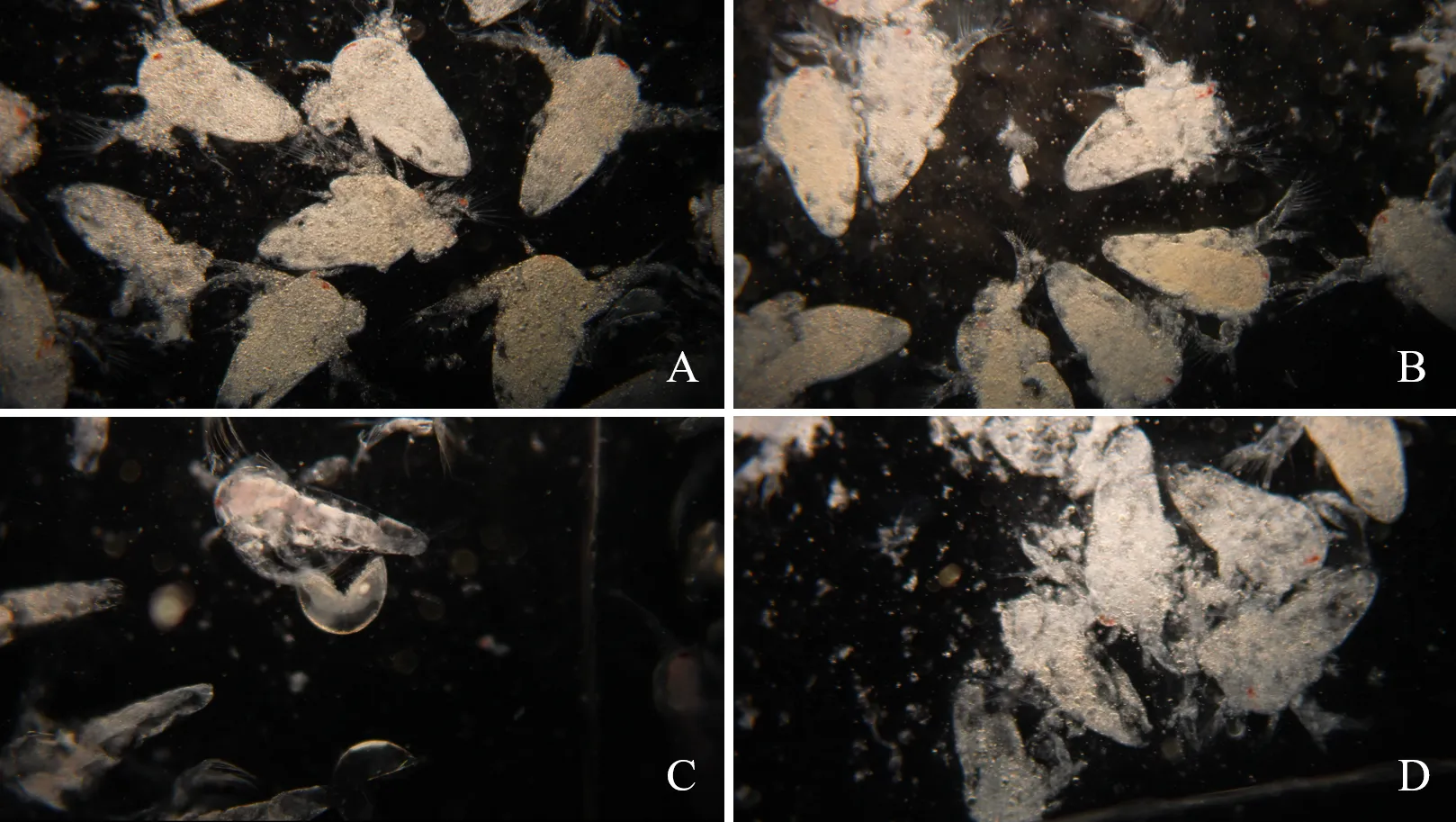 Dark-field microscopy composite of thawed Artemia nauplii from the four tested brands, arranged in four panels labelled A to D.