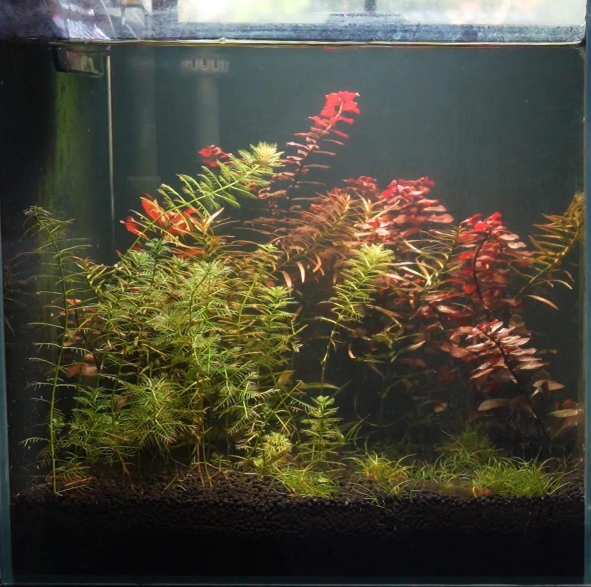 Week 4 photograph of the weekly water change tank: dense green and red stem plants over a dark substrate, with clear water.