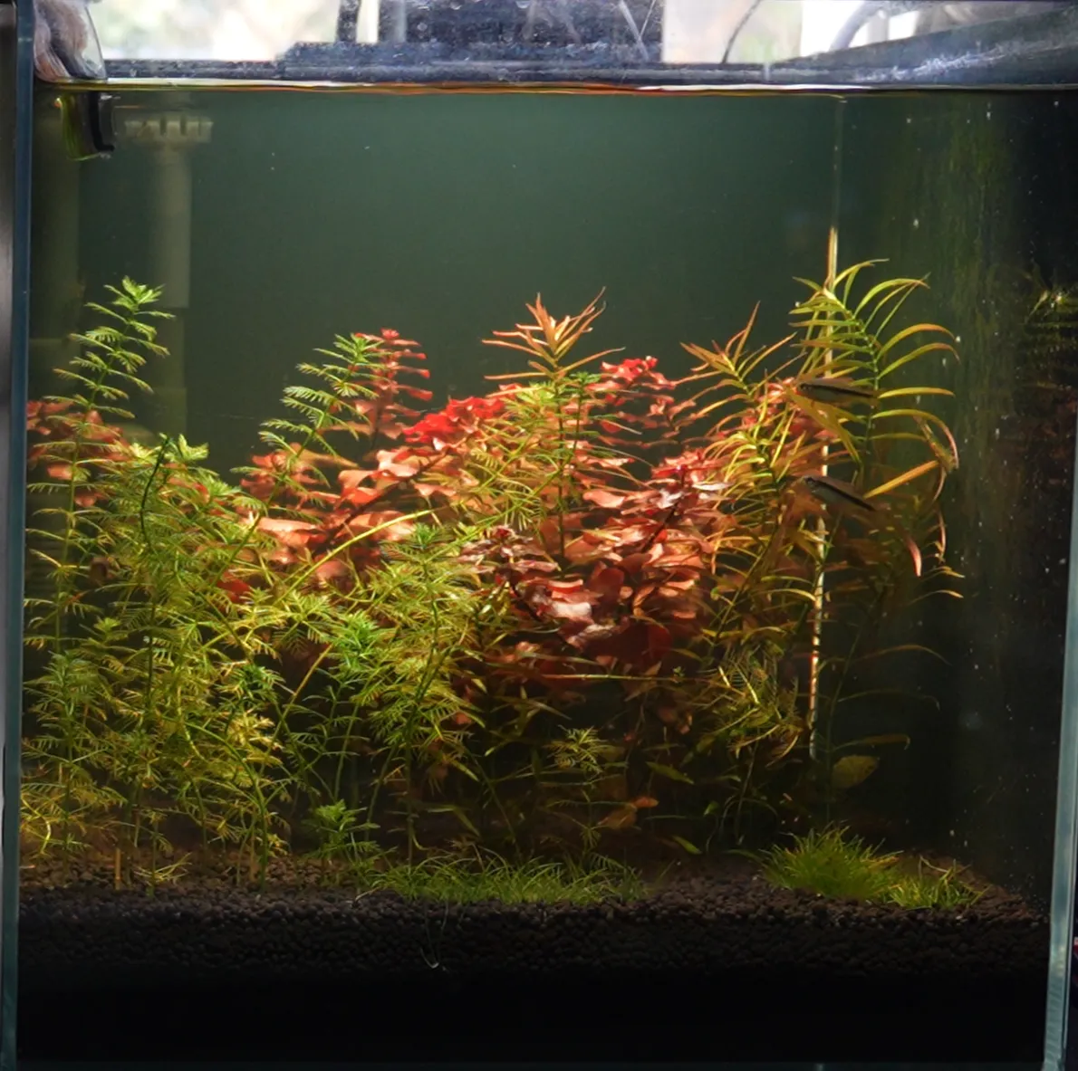 Week 4 photograph of the zero water change tank: stem planting of similar density, but the water is visibly more yellow-green and turbid than the weekly change tank.