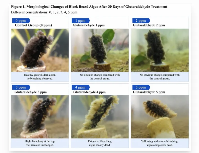 Six-panel photo comparison of black beard algae after 30 days at 0, 1, 2, 3, 4 and 5 ppm glutaraldehyde: dark and healthy at 0-2 ppm, slight bleaching at the tips at 3 ppm, extensively bleached and mostly dead at 4 ppm, yellowed and completely dead at 5 ppm.